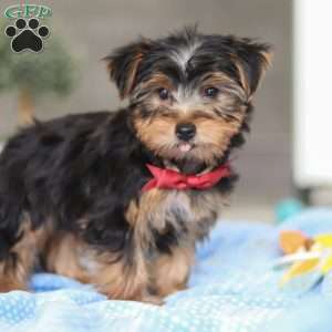 Leo, Yorkie Puppy